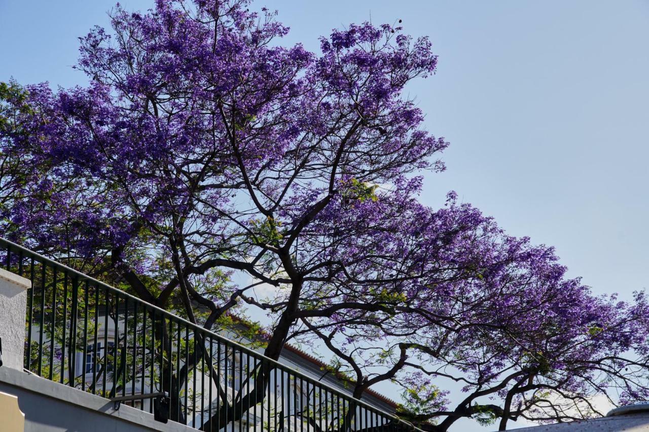 Ribeira Funchal Center Funchal (Madeira) Exterior foto